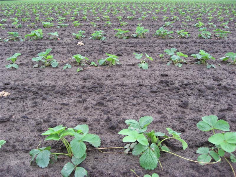 Leon Vissers Vissers aardbeiplanten BV America (11).JPG